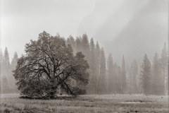 810202010-Yosemite-positive-Edit